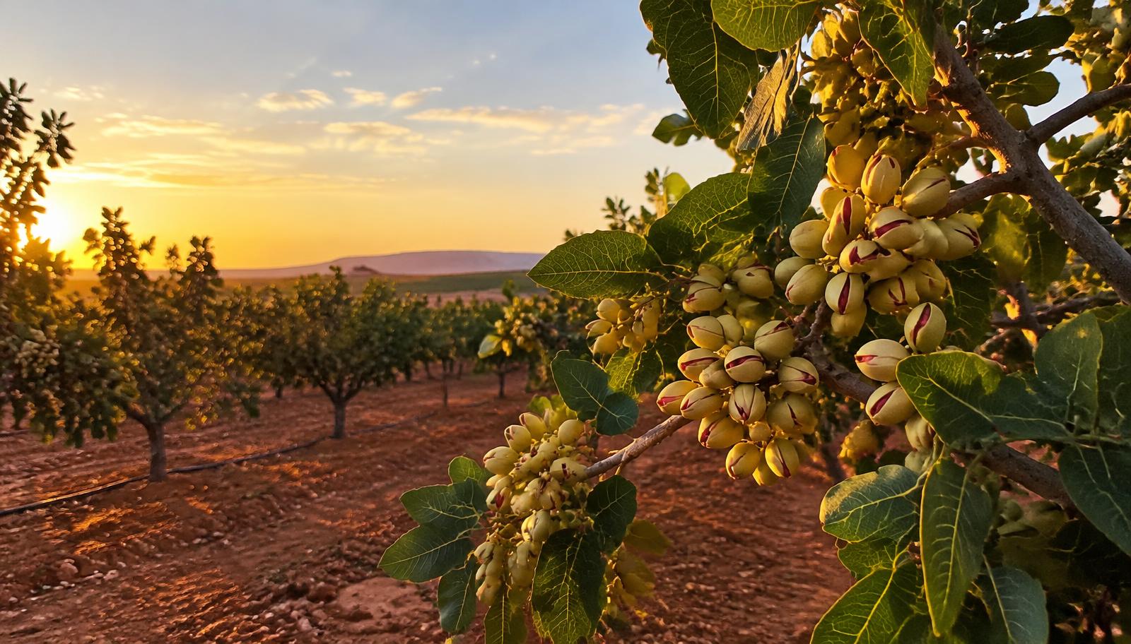 Pistachar en Castilla-La Mancha, origen de la pasta de pistacho española Amable